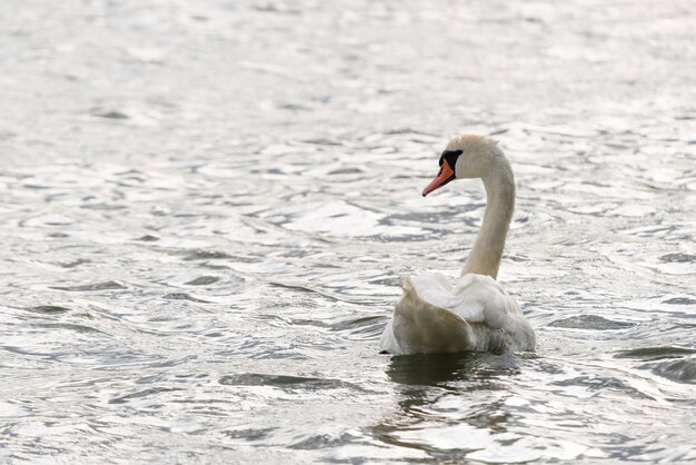 Weißer Schwan schwimmt und sucht Nahrung unter Wasser im See.