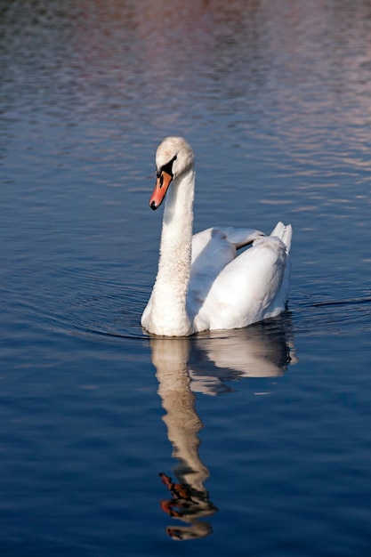 Weißer Schwan schwimmt