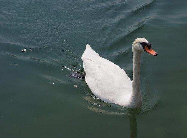 Weißer Schwan Vogel Tier