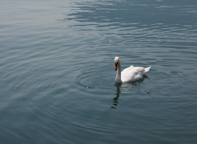 Weißer Schwan Vogel Tier