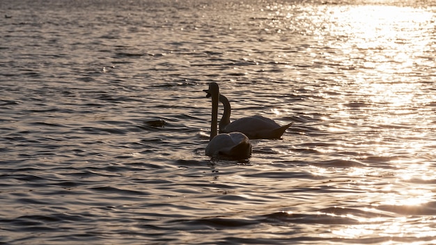 weißer Schwan