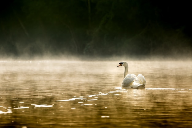 weißer Schwan