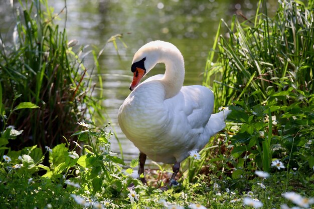 weißer Schwan