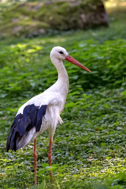 Weißer Storch auf einer Lichtung