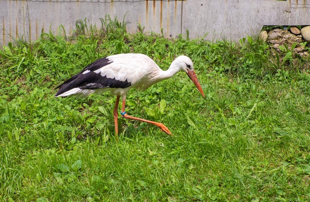 Weißer Storch Ciconia ciconia auf einer grünen Wiese