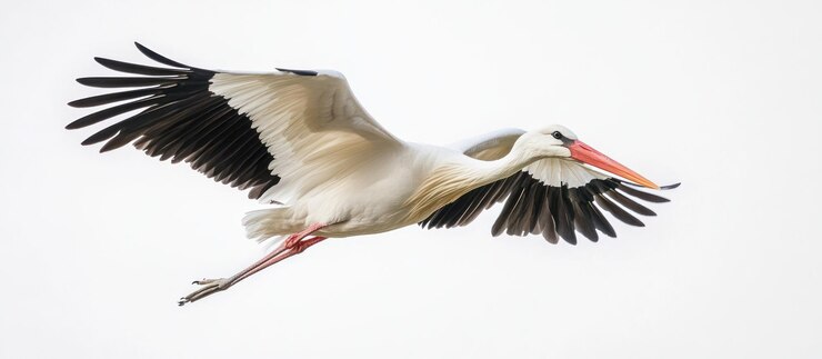 Weißer Storch im Flug