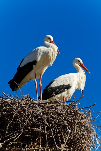 Weißer Storch