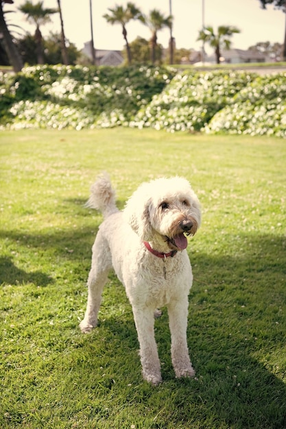 Weißer südrussischer oder ukrainischer Schäferhundhund, der im grünen Grasschäferhund des Parks steht