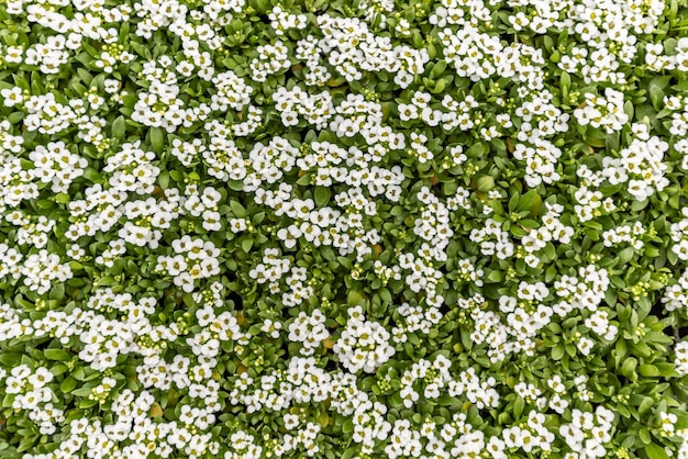 Weißer süßer Alyssum blüht Hintergrund