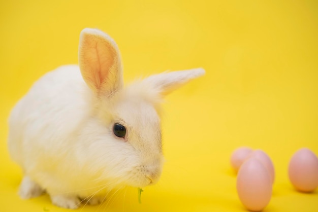 Weißer süßer Osterhase auf gelbem Hintergrund Hase sitzt mit rosa Ostereiern fröhlicher Osterhase