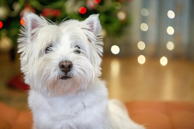 Foto weißer terrier-hund zu hause auf dem hintergrund eines weihnachtsbaums für den hintergrund des neuen jahres