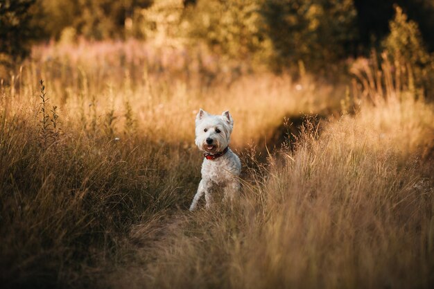 Weißer Terrierhund des Westhochlandes, der im Herbstfeld steht