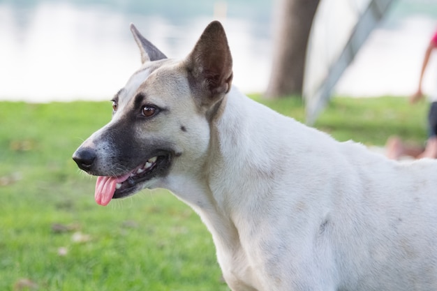 Weißer thailändischer Hund, der etwas im Parkhintergrund anstarrt