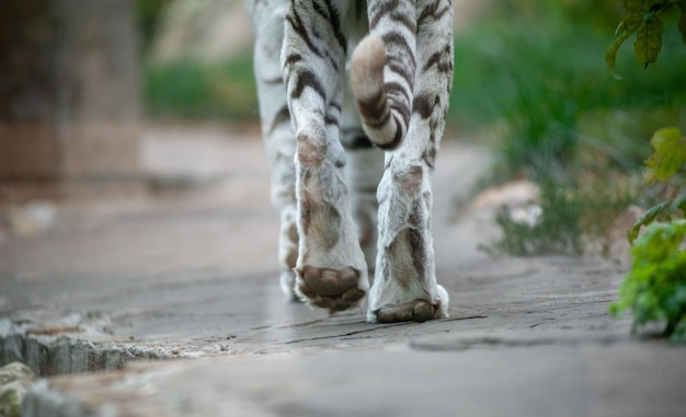 Weißer Tiger, der weg geht