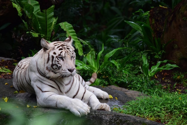 Foto weißer tiger im dschungel