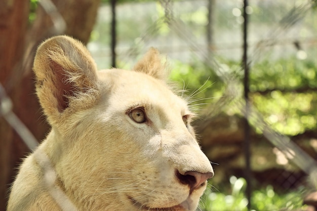 weißer Tiger im Zoo