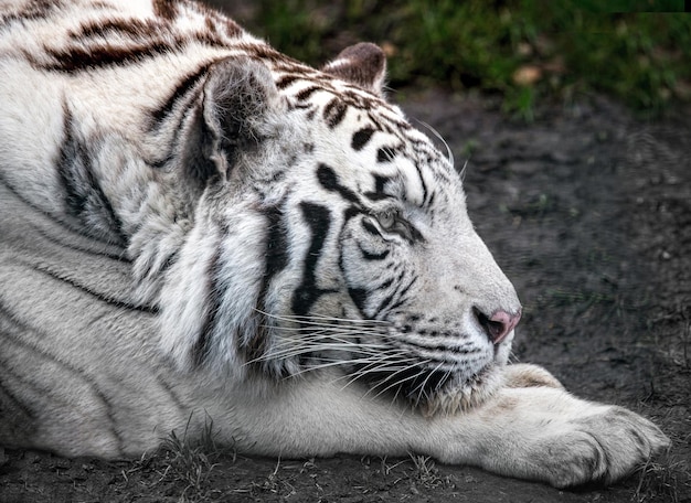 Foto weißer tiger liegt mit geschlossenen augen auf dem boden