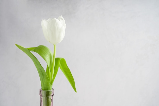 Weißer Tulpenblumenkopf mit grünen Blättern in der lila Glasflasche gegen grauen Betonhintergrund