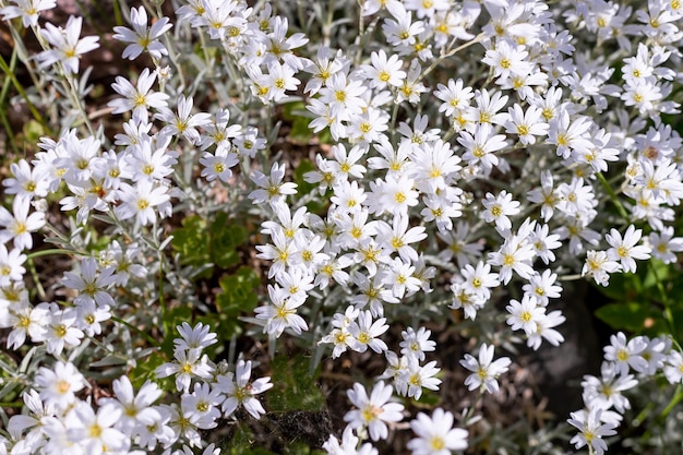 Weißer und blauer Phlox subulata, der auf der Wiese blüht