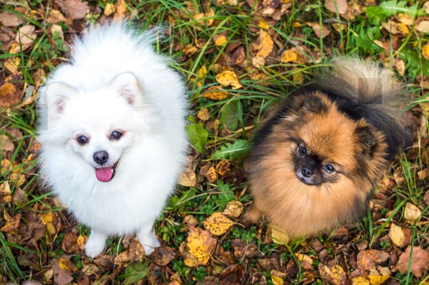 Weißer und brauner Spitz sitzen im gelben Herbstlaub