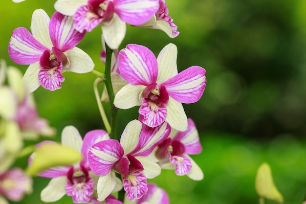 Weißer und rosa Orchideenblumenabschluß oben.