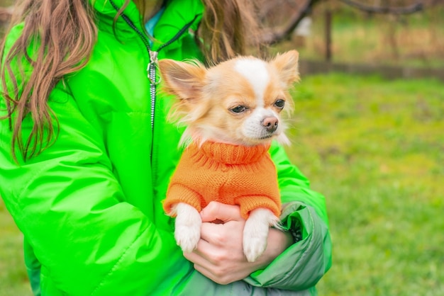 Weißer und roter Hund Chihuahua-Hund in einem orangefarbenen Pullover in den Armen eines Mädchens in einer grünen Jacke