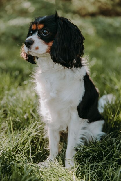 Foto weißer und schwarzer langhaariger hund auf grünem gras foto