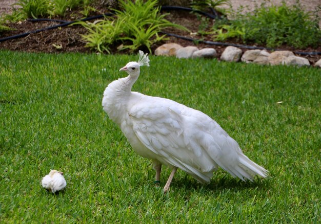 Weißer Vogel auf dem Gras