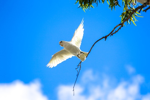 Weißer Vogel, der von einem Ast auffliegt Breitet Flügel aus