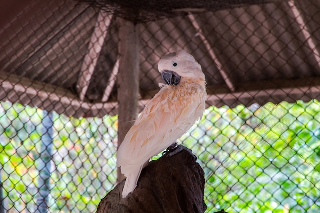 Weißer Vogel des Macaw im Käfig, weißer Papagei