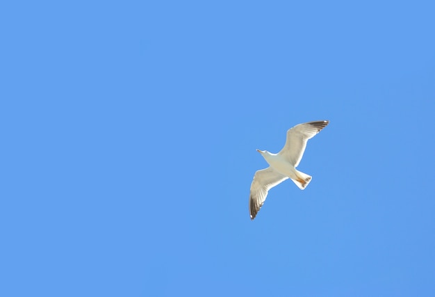 Weißer Vogel fliegen in den Himmel.