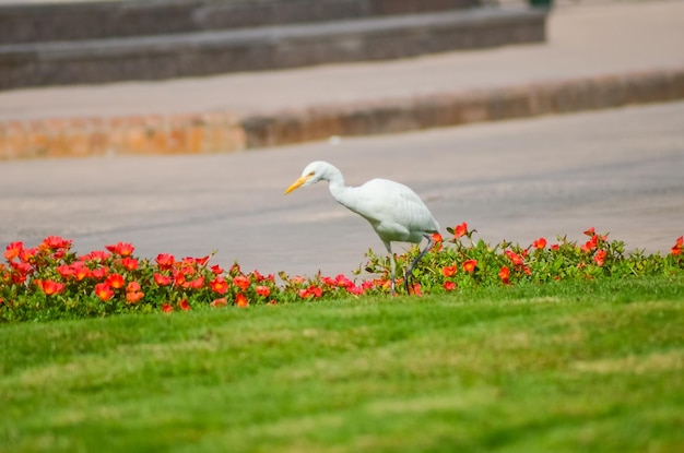 Weißer Vogel Ägyptens auf einer grünen Wiese