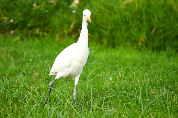 Weißer Vogel Ägyptens auf einer grünen Wiese