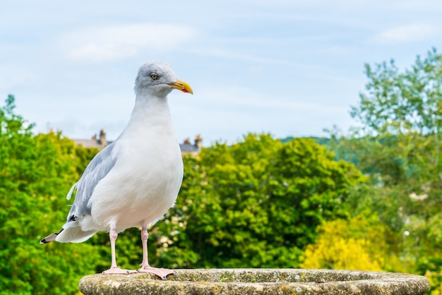 weißer Vogel mit Bäumen und Himmel