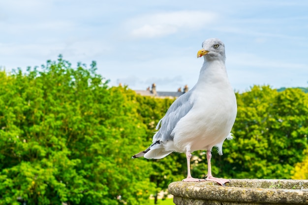 weißer Vogel mit Baum. und Himmel