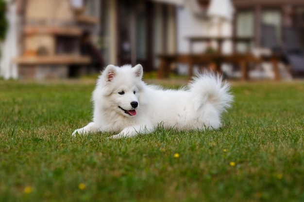 Weißer Welpe Samoyed Husky, der auf einem grünen Rasen liegt