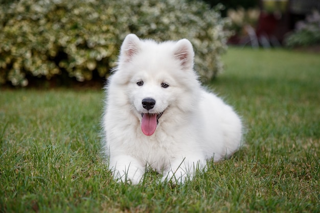 Weißer Welpe Samoyed Husky, der auf einem grünen Rasen liegt