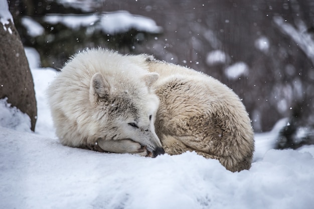 Weißer Wolf im Winter in Japan