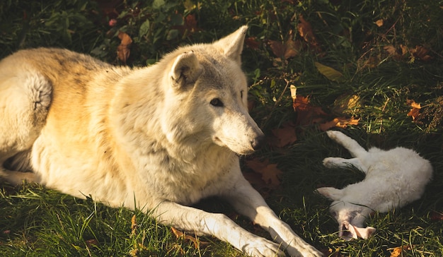 Weißer Wolf mit Kaninchen in der Natur, im Wald, Hunderäuber mit Beute, Gefahrentierfoto