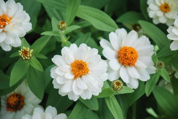 Weißer Zinnia, der in einem Topf mit einem flachen Fokus wächst, Zwerg-Zinnia-Blüten