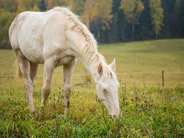 Weißes Albino-Pferd weidet auf einer Weide im frühen Morgennebel Ein Albino-Pferd frisst Gras