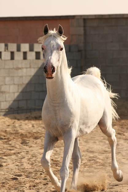 weißes arabisches Pferd