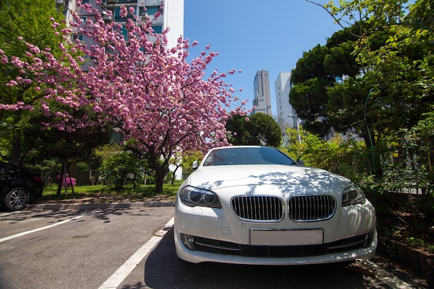 Weißes Auto auf einem Parkplatz unter rosa blühendem Sakura