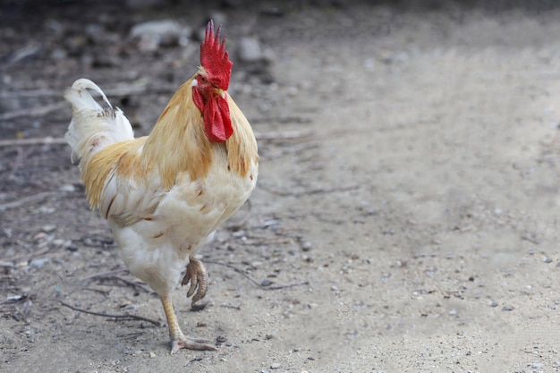 Weißes Betong Huhn im trockenen Garten