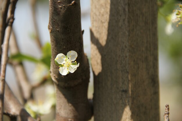 weißes Blumenfeld unter dem Tageslicht der Sommersaison