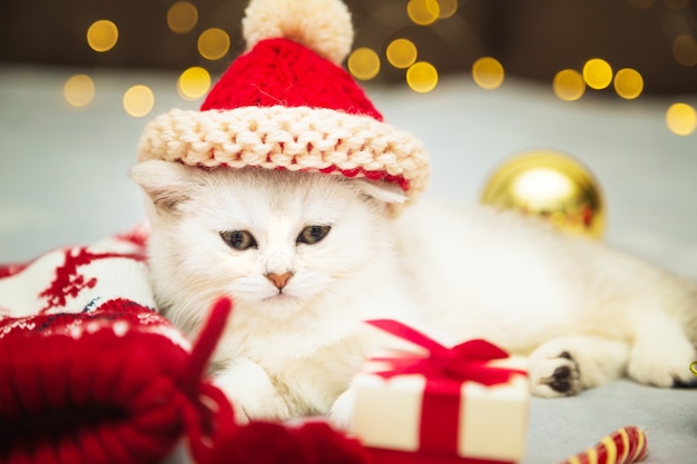 Weißes britisches Kätzchen in einer Weihnachtsmütze, das auf einer Decke liegt. In der Nähe gibt es Weihnachtsaccessoires - Lutscher, Socken, Geschenke, Weihnachtskugeln. Festliche Stimmung.