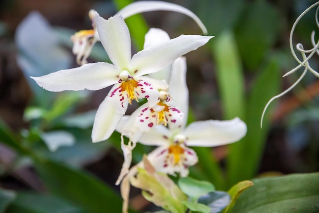 Weißes Cymbidium der Orchideenblüte