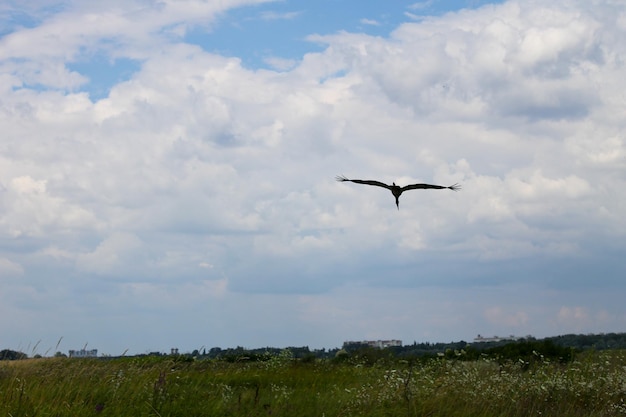 Weißes egtet im Himmel fliegen