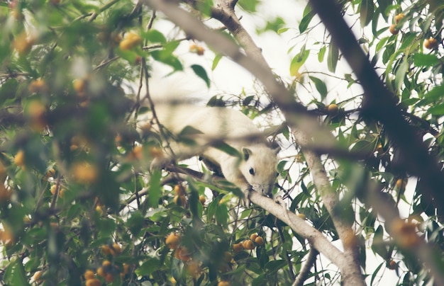 Weißes Eichhörnchen auf dem Baum, Weinlesefilterbild