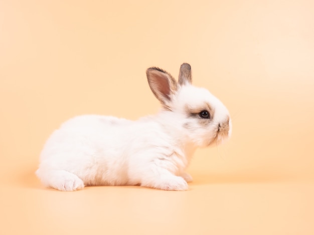 Weißes entzückendes Babykaninchen auf gelbem Hintergrund. Nettes Babykaninchen.